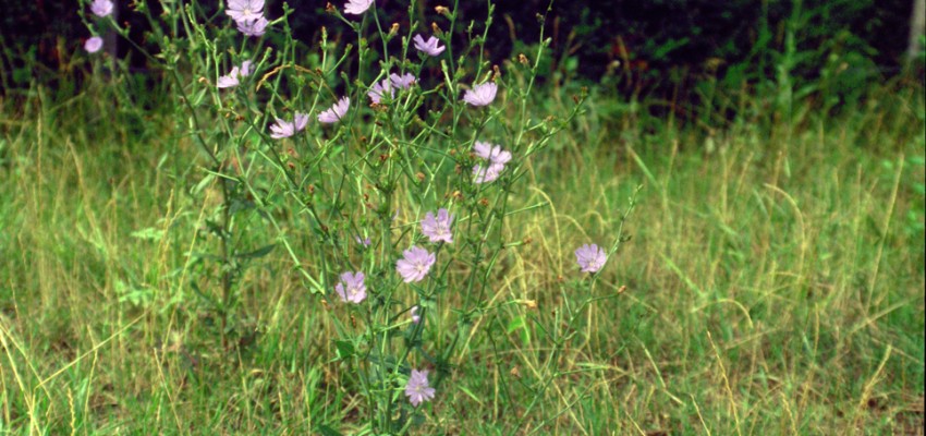 Chicorée sauvage